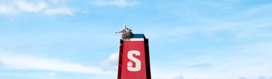 Seagull on a hull